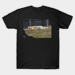 Liger T-Shirt